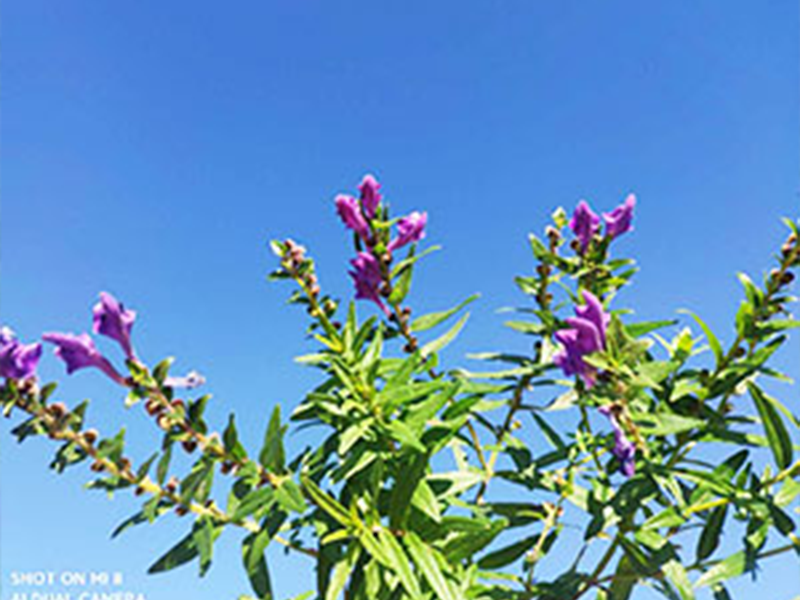 黄芩叶茶传说